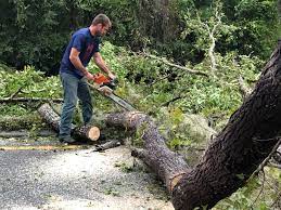 Best Tree Mulching  in Hagerman, ID